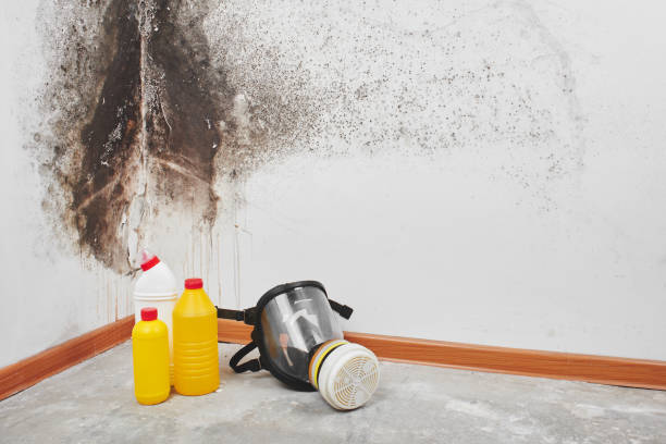 Why You Should Choose Our Mold Remediation Services in Lopezville, TX